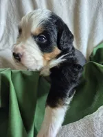 Forrest- Green collar, a male Bernese Mountain Dog for sale in Exeter, MO – Photo 3 of 3