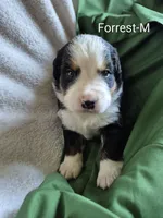 Forrest- Green collar, a male Bernese Mountain Dog for sale in Exeter, MO – Photo 2 of 3