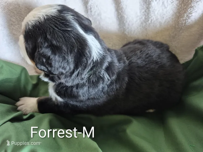 Forrest- Green collar, a male Bernese Mountain Dog for sale in Exeter, MO – Photo 1 of 3