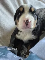 Daisy, a female Bernese Mountain Dog for sale in Exeter, MO – Photo 4 of 4