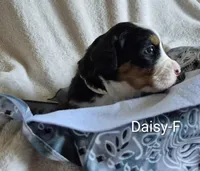 Daisy, a female Bernese Mountain Dog for sale in Exeter, MO – Photo 2 of 4
