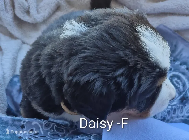 Daisy – Bernese Mountain Dog puppy for sale in Exeter, MO