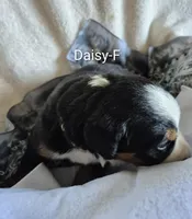 Daisy, a female Bernese Mountain Dog for sale in Exeter, MO – Photo 3 of 4