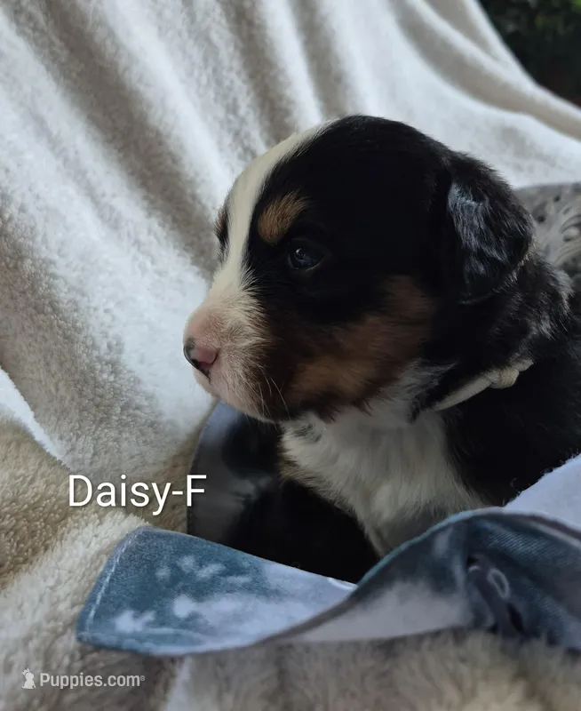 Daisy, a female Bernese Mountain Dog for sale in Exeter, MO – Photo 1 of 4