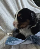 Daisy, a female Bernese Mountain Dog for sale in Exeter, MO – Photo 1 of 4