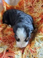 Poppy, a female Bernese Mountain Dog for sale in Exeter, MO – Photo 2 of 3