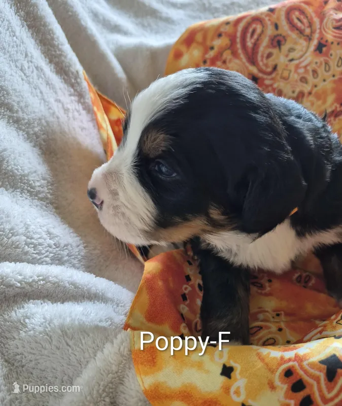 Poppy, a female Bernese Mountain Dog for sale in Exeter, MO – Photo 1 of 3