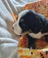 Poppy, a female Bernese Mountain Dog for sale in Exeter, MO – Photo 1 of 3