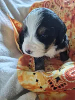Poppy, a female Bernese Mountain Dog for sale in Exeter, MO – Photo 3 of 3