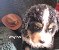 Waylon, a male Bernese Mountain Dog for sale in Exeter, MO – 2 of 3