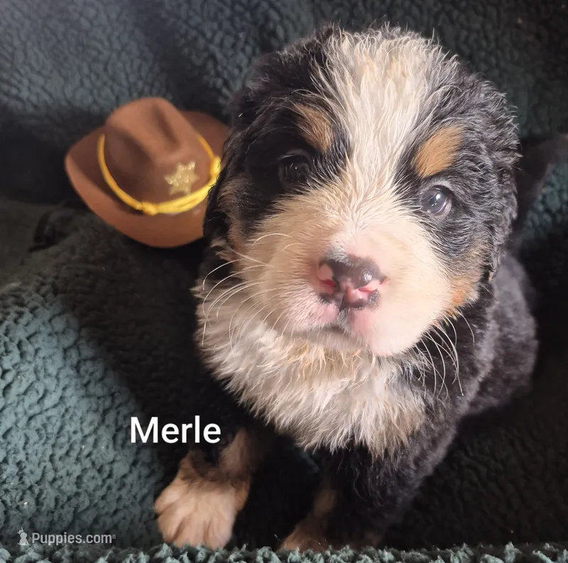 Merle – Bernese Mountain Dog puppy for sale in Exeter, MO