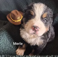 Merle, a male Bernese Mountain Dog for sale in Exeter, MO – 1 of 3