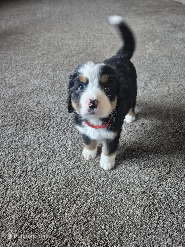 Rosy – Bernese Mountain Dog puppy for sale in Exeter, MO