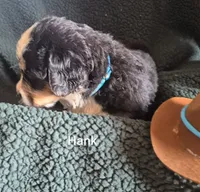 Hank, a male Bernese Mountain Dog for sale in Exeter, MO – 1 of 2