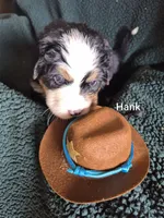 Waylon, a male Bernese Mountain Dog for sale in Exeter, MO – 3 of 3
