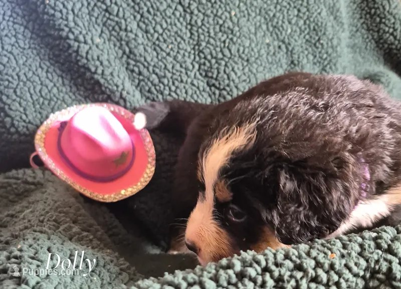 Dolly – Bernese Mountain Dog puppy for sale in Exeter, MO