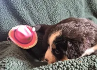 Dolly, a female Bernese Mountain Dog for sale in Exeter, MO – 1 of 3