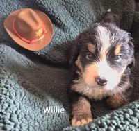 Willie, a male Bernese Mountain Dog for sale in Exeter, MO – 3 of 4