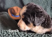 Garth, a male Bernese Mountain Dog for sale in Exeter, MO – 2 of 4