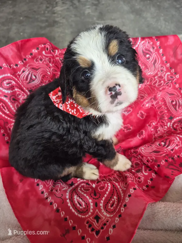 Rosy – Bernese Mountain Dog puppy for sale in Exeter, MO