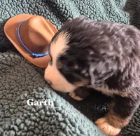 Garth, a male Bernese Mountain Dog for sale in Exeter, MO – 3 of 4