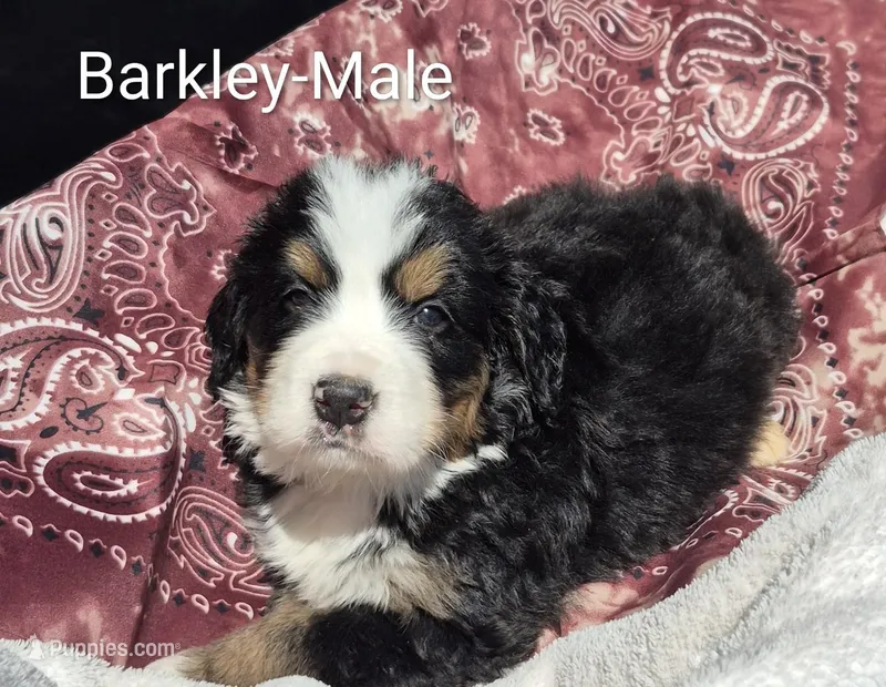 Barkley – Bernese Mountain Dog puppy on hold in Exeter, MO