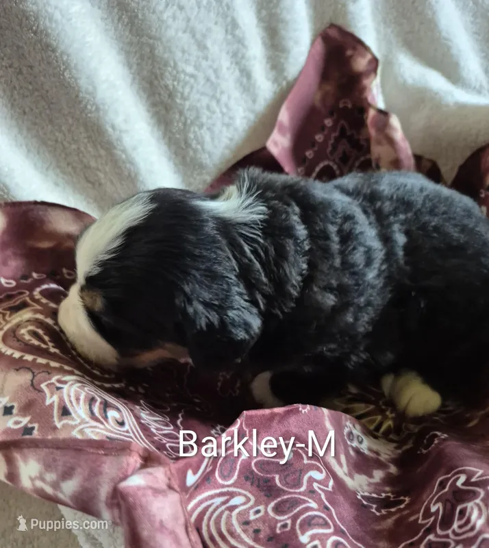 Barkley, a male Bernese Mountain Dog for sale in Exeter, MO – Photo 1 of 3