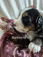 Barkley, a male Bernese Mountain Dog for sale in Exeter, MO – Photo 2 of 3