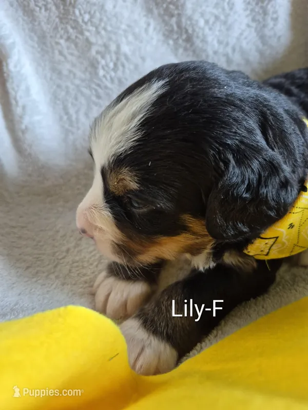 Lily, a female Bernese Mountain Dog for sale in Exeter, MO – Photo 1 of 3