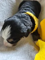 Lily, a female Bernese Mountain Dog for sale in Exeter, MO – Photo 2 of 3
