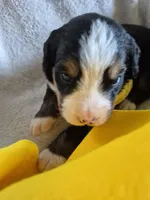 Lily, a female Bernese Mountain Dog for sale in Exeter, MO – Photo 3 of 3