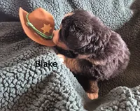 Blake, a male Bernese Mountain Dog for sale in Exeter, MO – 3 of 4