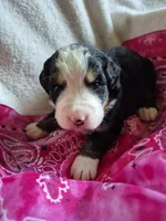 Clover, a female Bernese Mountain Dog for sale in Exeter, MO – Photo 3 of 3