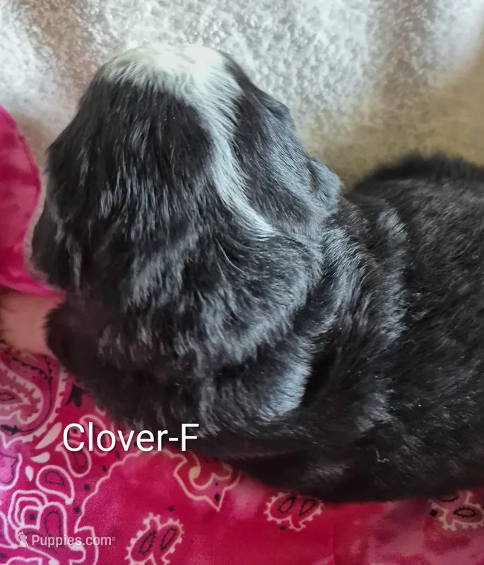 Clover, a female Bernese Mountain Dog for sale in Exeter, MO – Photo 1 of 3