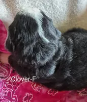 Clover, a female Bernese Mountain Dog for sale in Exeter, MO – Photo 1 of 3