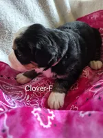 Clover, a female Bernese Mountain Dog for sale in Exeter, MO – Photo 2 of 3