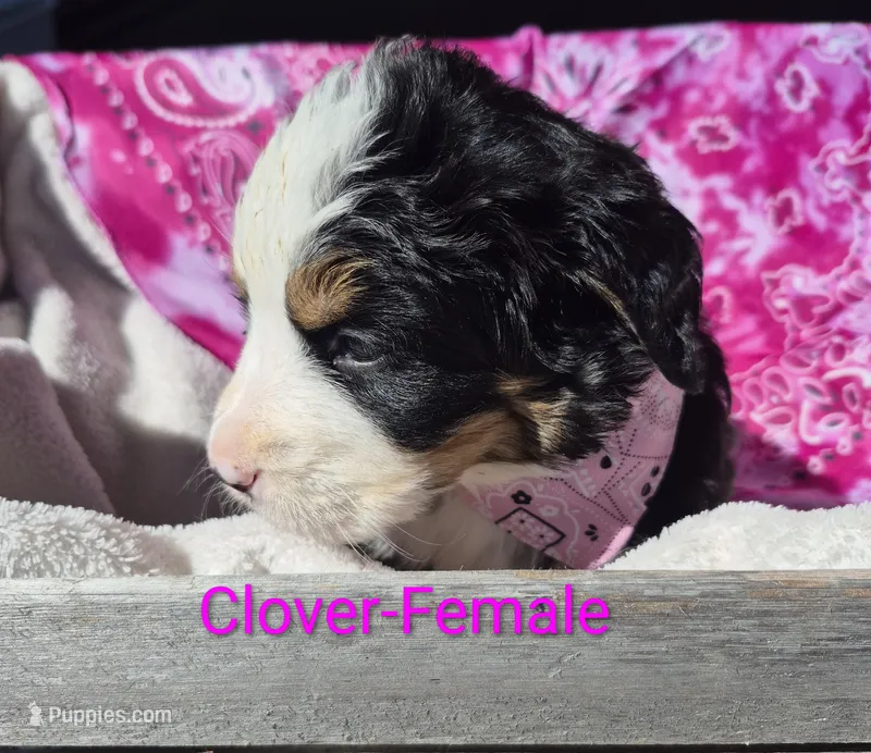 Clover – Bernese Mountain Dog puppy for sale in Exeter, MO