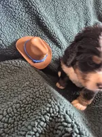 Garth, a male Bernese Mountain Dog for sale in Exeter, MO – 4 of 4