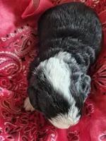 Rosy, a female Bernese Mountain Dog for sale in Exeter, MO – Photo 2 of 2