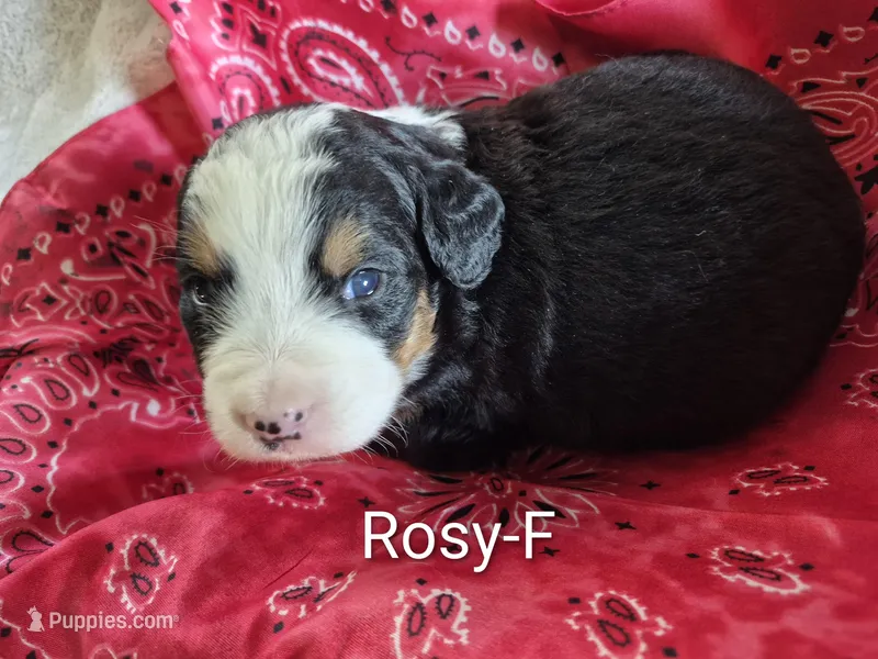Rosy, a female Bernese Mountain Dog for sale in Exeter, MO – Photo 1 of 2
