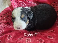 Rosy, a female Bernese Mountain Dog for sale in Exeter, MO – Photo 1 of 2