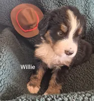 Willie, a male Bernese Mountain Dog for sale in Exeter, MO – 2 of 4