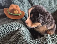 Blake, a male Bernese Mountain Dog for sale in Exeter, MO – 2 of 4