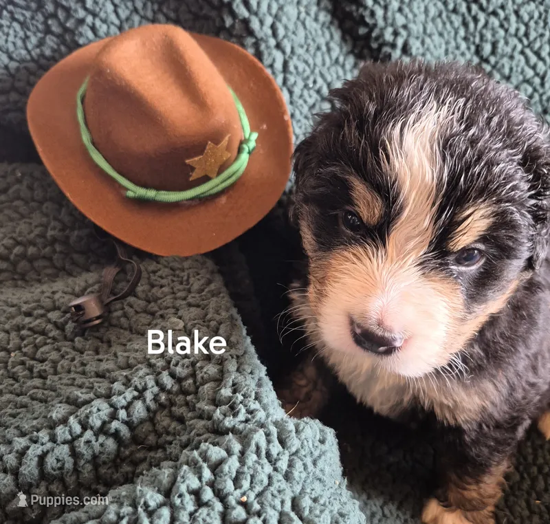 Blake – Bernese Mountain Dog puppy for sale in Exeter, MO