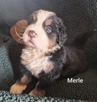 Merle, a male Bernese Mountain Dog for sale in Exeter, MO – 3 of 3