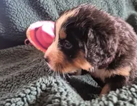 Dolly, a female Bernese Mountain Dog for sale in Exeter, MO – 2 of 3