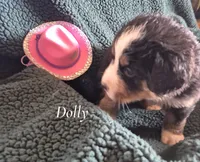 Dolly, a female Bernese Mountain Dog for sale in Exeter, MO – 3 of 3