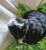 Ivy- Neon Green collar, a female Bernese Mountain Dog for sale in Exeter, MO – Photo 1 of 3