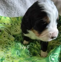 Ivy- Neon Green collar, a female Bernese Mountain Dog for sale in Exeter, MO – Photo 2 of 3