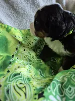 Ivy- Neon Green collar, a female Bernese Mountain Dog for sale in Exeter, MO – Photo 3 of 3